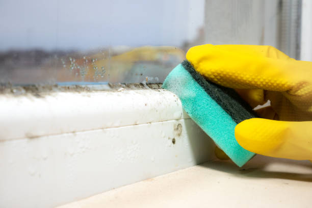 Mold Testing and Removal in Royal Pines, NC